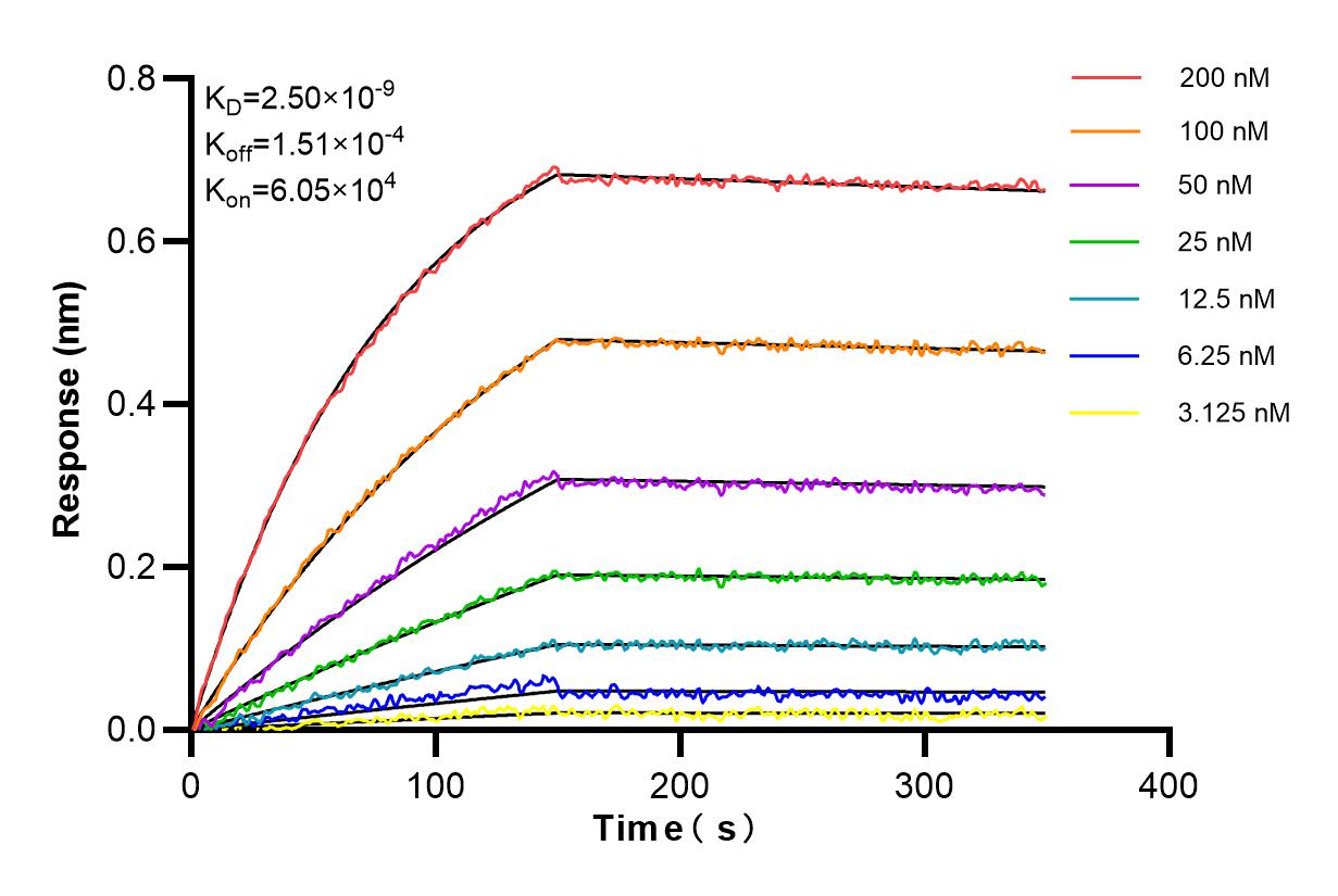 Affinity and Kinetic Characterization of 86068-3-RR