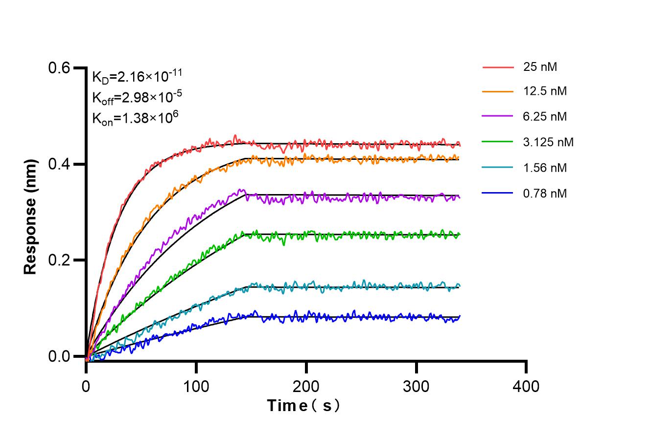 Affinity and Kinetic Characterization of 86811-1-RR
