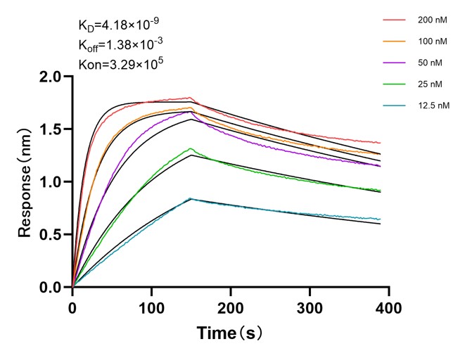 Affinity and Kinetic Characterization of 98004-1-RR