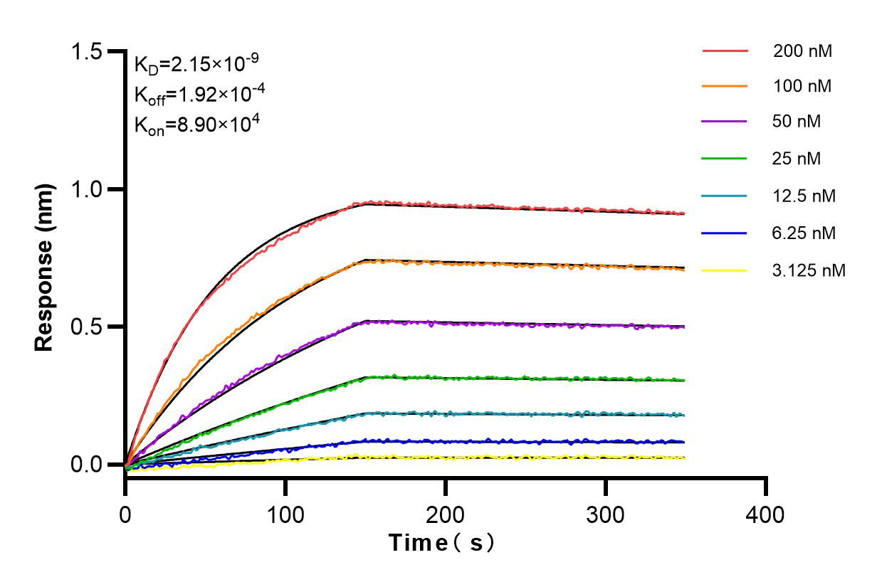 Affinity and Kinetic Characterization of 98011-4-RR