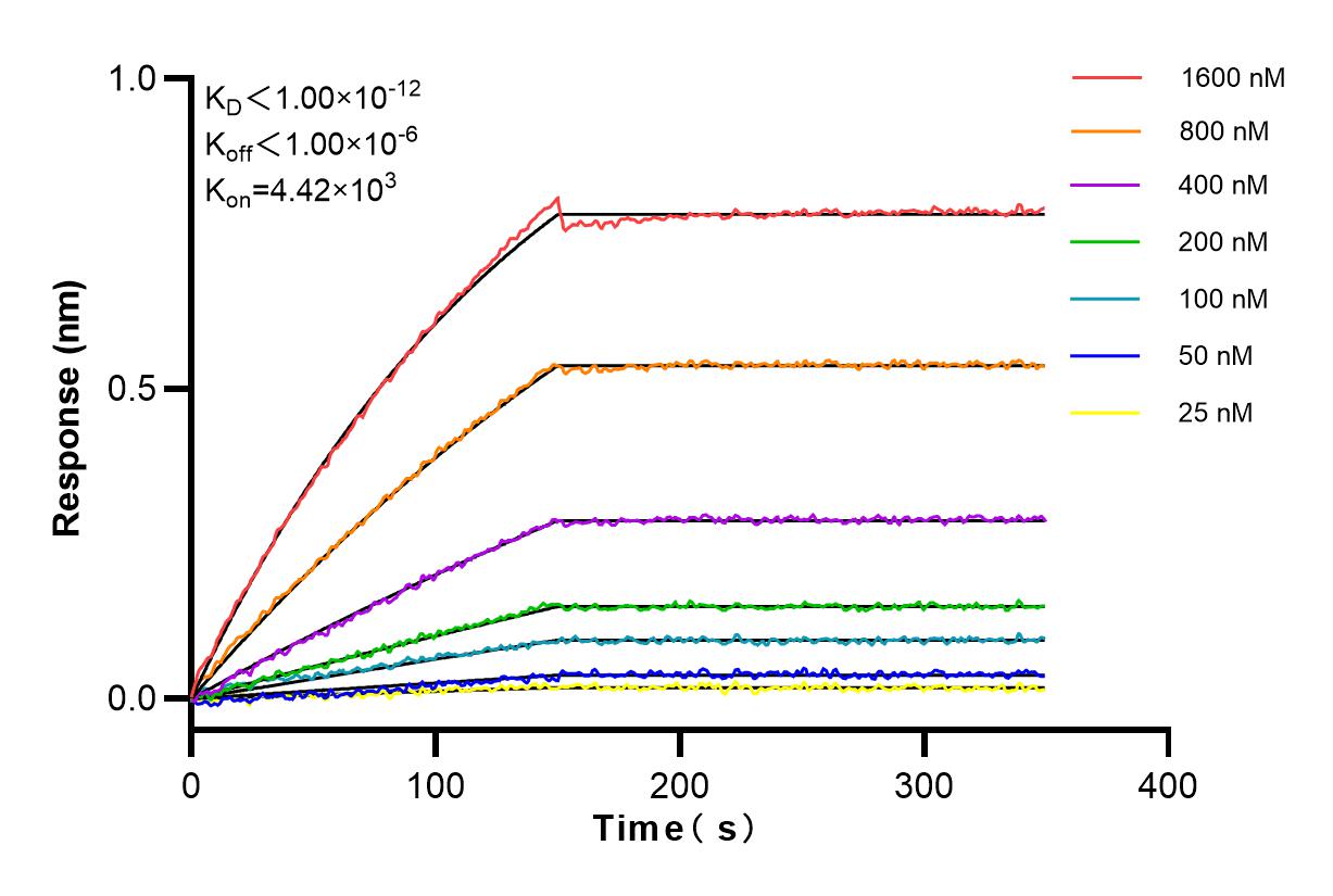 Affinity and Kinetic Characterization of 98016-2-RR