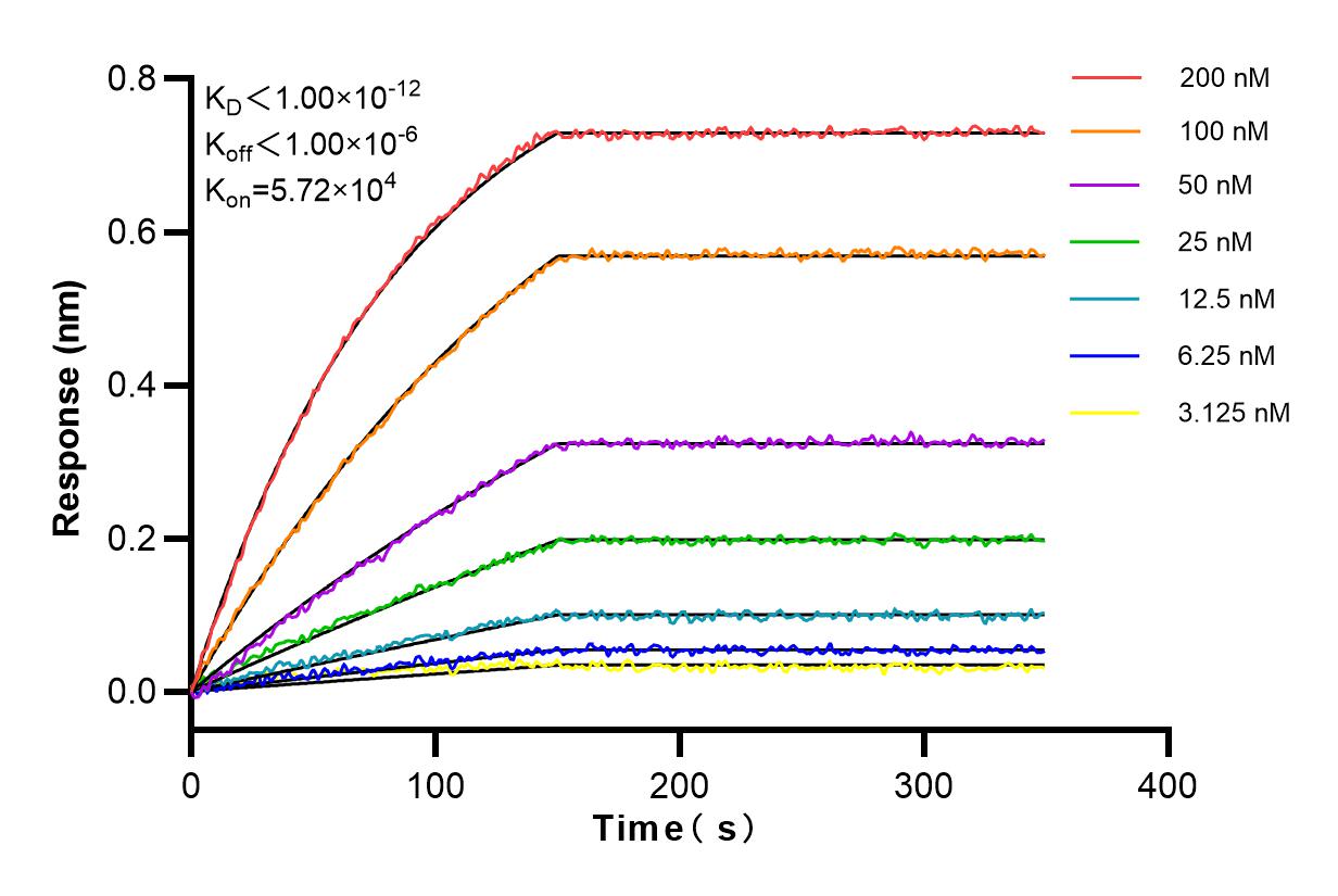 Affinity and Kinetic Characterization of 98019-1-RR