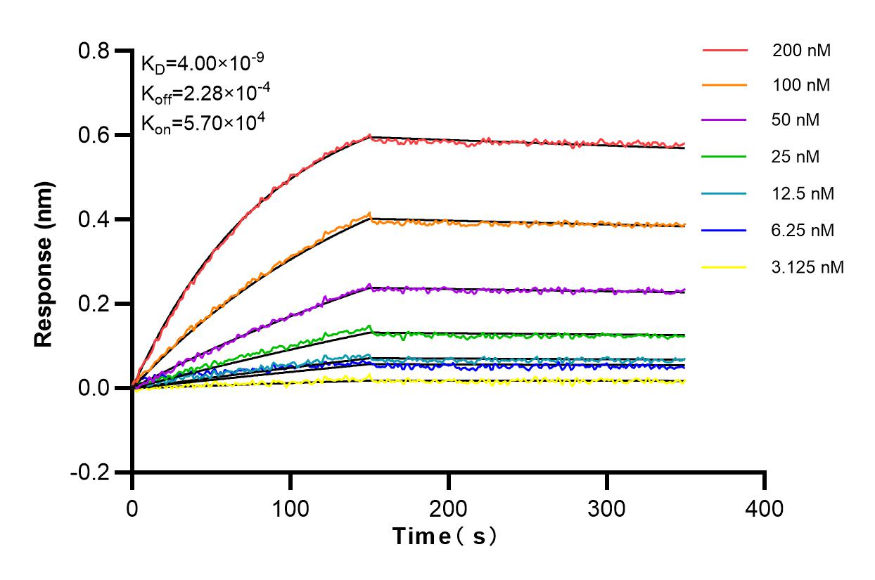 Affinity and Kinetic Characterization of 98023-3-RR