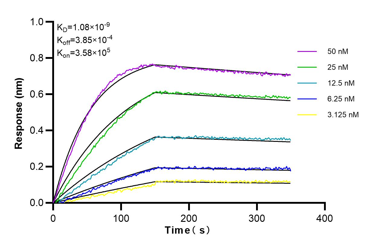 Affinity and Kinetic Characterization of 98026-1-RR