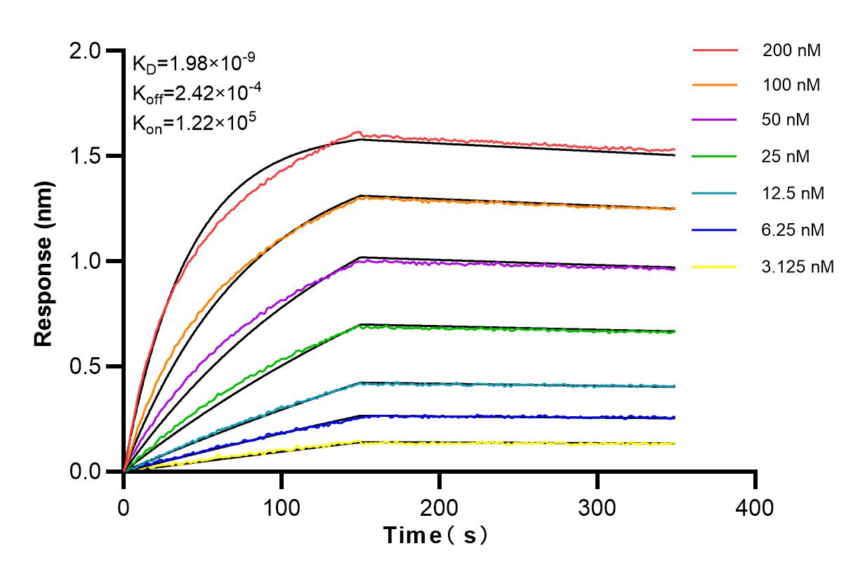 Affinity and Kinetic Characterization of 98027-2-RR