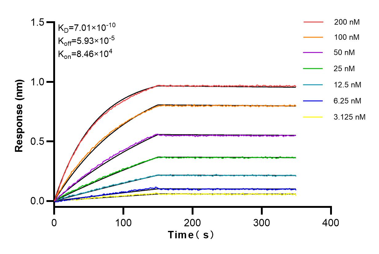 Affinity and Kinetic Characterization of 98038-1-RR