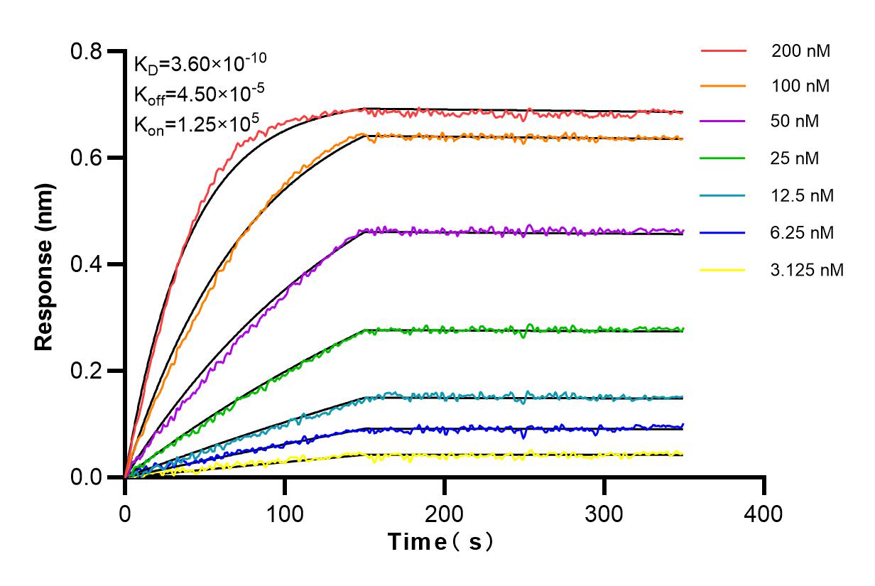 Affinity and Kinetic Characterization of 98046-1-RR