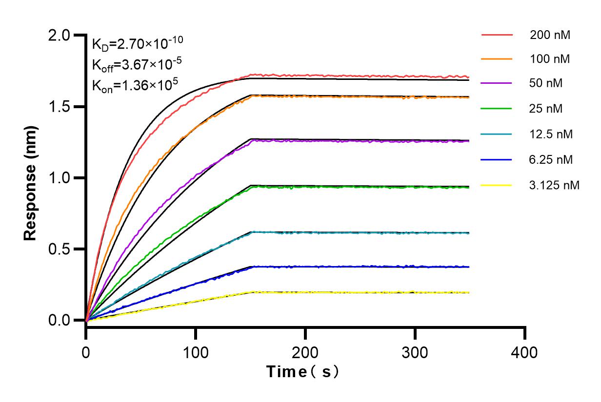 Affinity and Kinetic Characterization of 98054-1-RR