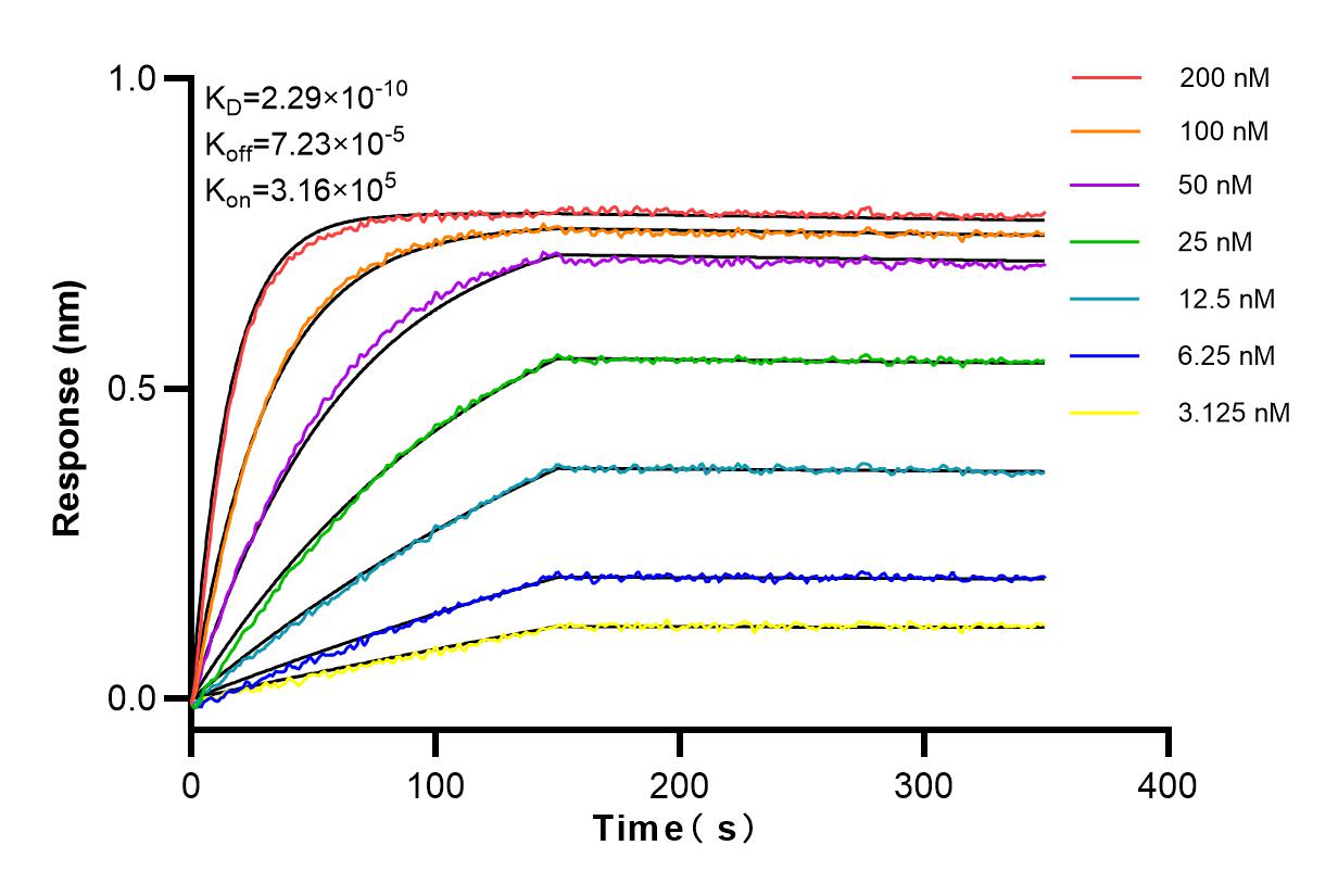 Affinity and Kinetic Characterization of 98055-1-RR