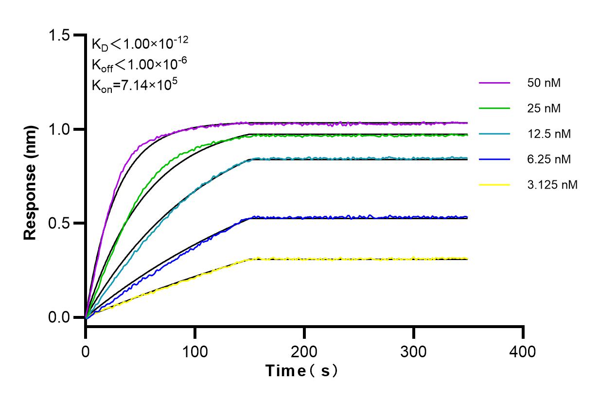 Affinity and Kinetic Characterization of 98056-1-RR