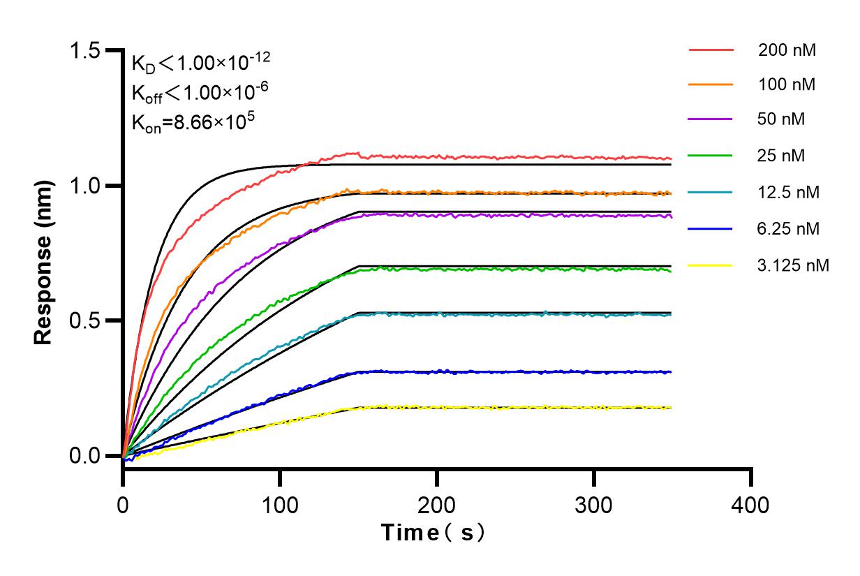 Affinity and Kinetic Characterization of 98059-1-RR