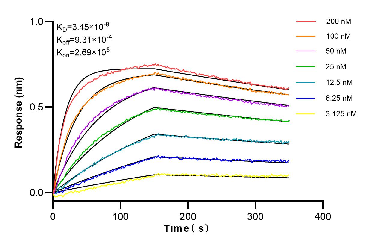 Affinity and Kinetic Characterization of 98069-1-RR