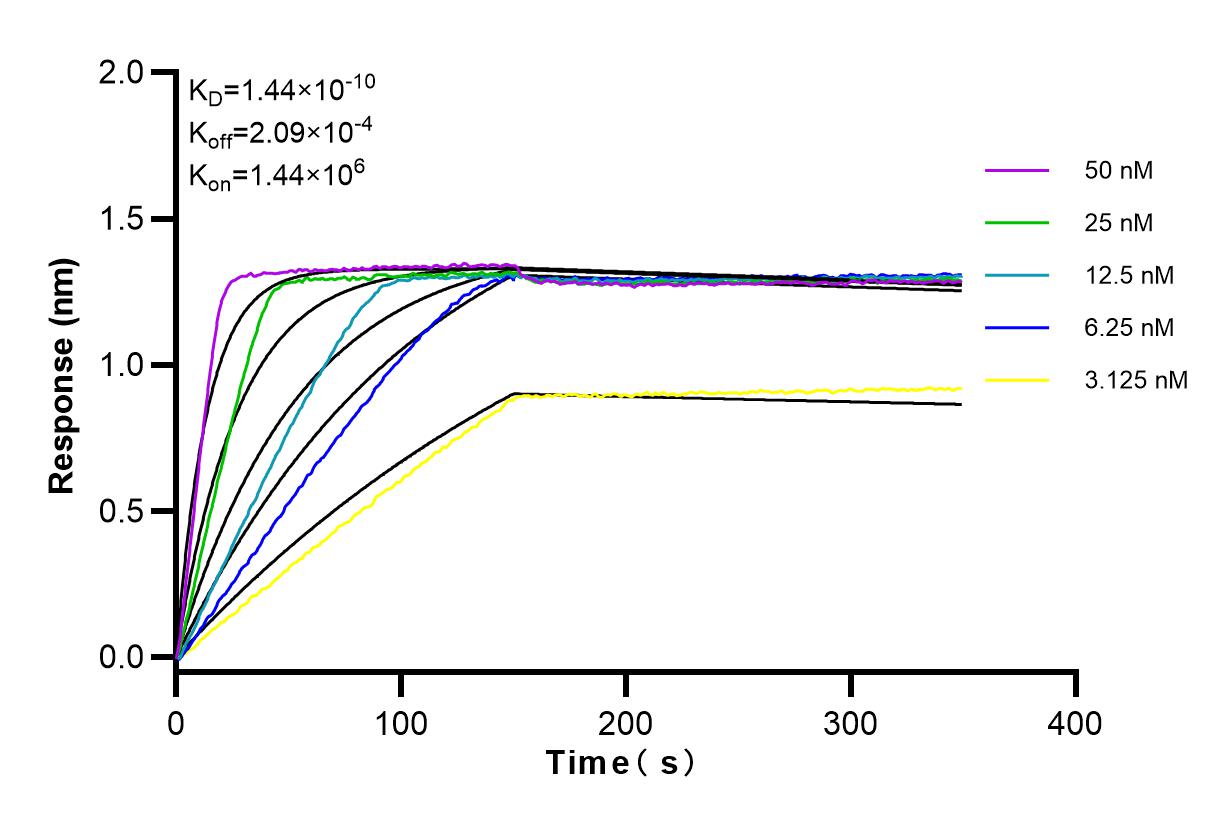 Affinity and Kinetic Characterization of 98070-1-RR