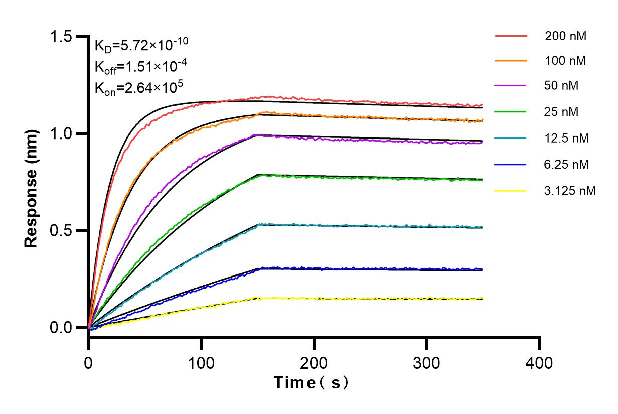 Affinity and Kinetic Characterization of 98073-1-RR