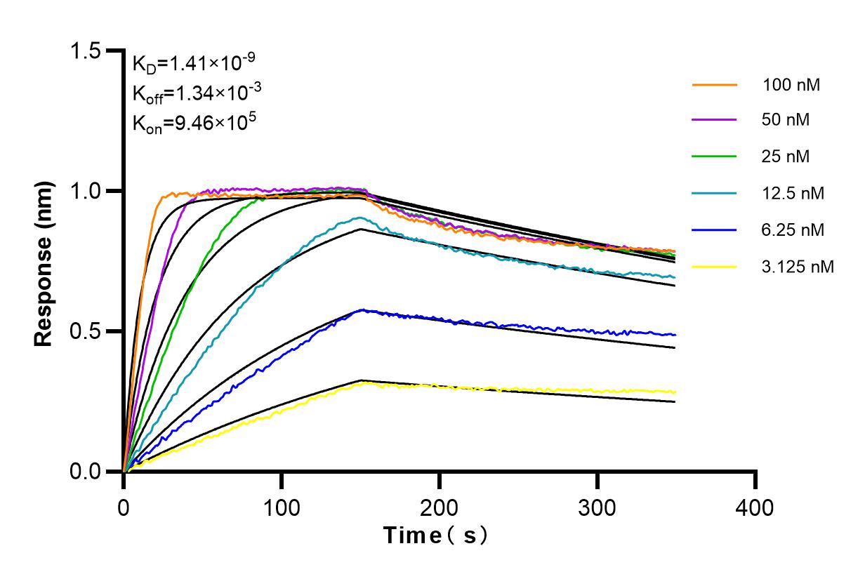 Affinity and Kinetic Characterization of 98075-1-RR