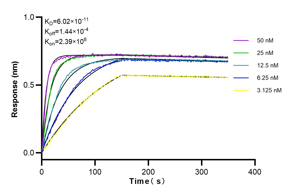 Affinity and Kinetic Characterization of 98078-1-RR