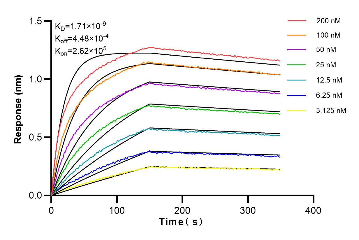 Affinity and Kinetic Characterization of 98079-1-RR