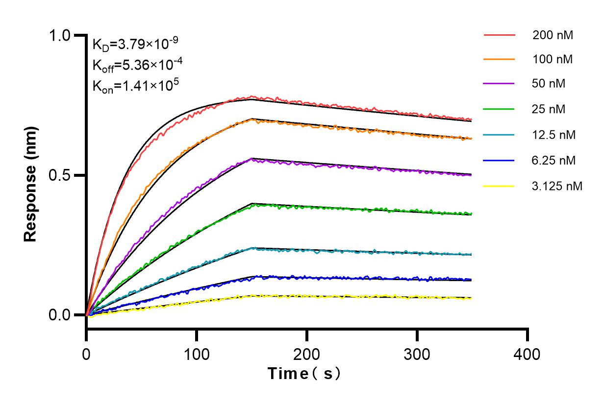 Affinity and Kinetic Characterization of 98085-1-RR