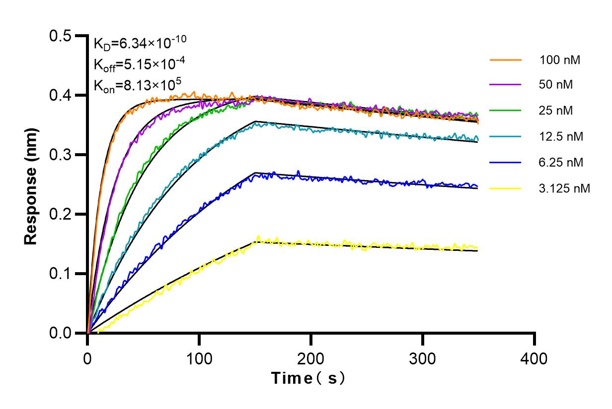 Affinity and Kinetic Characterization of 98093-1-RR