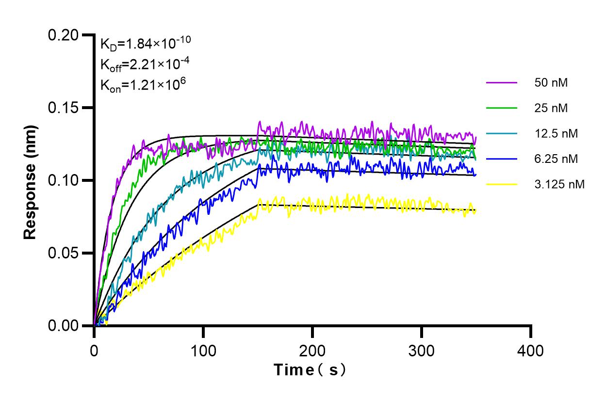 Affinity and Kinetic Characterization of 98095-1-RR