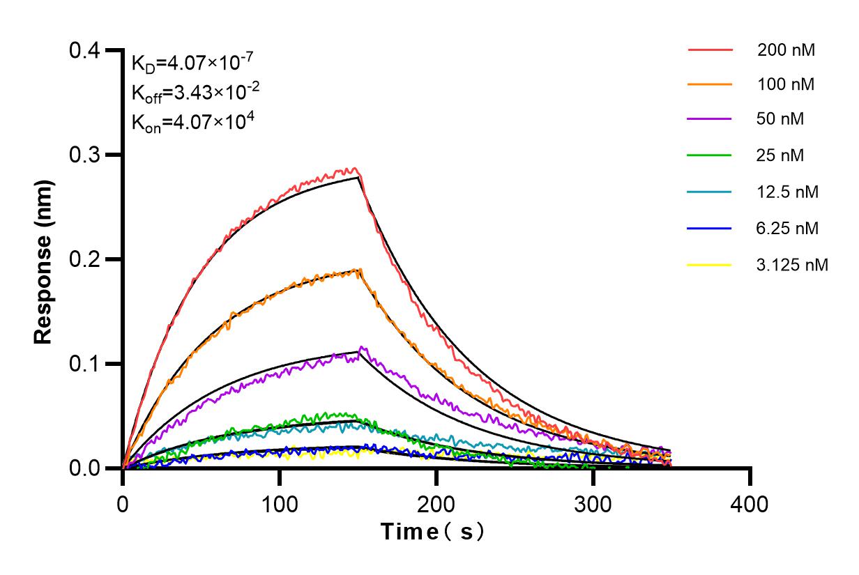 Affinity and Kinetic Characterization of 98095-1-RR