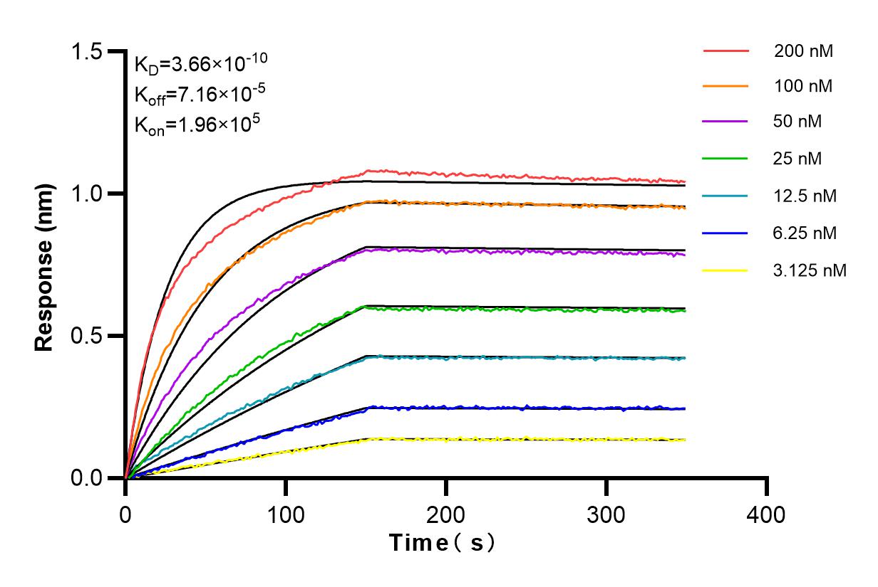 Affinity and Kinetic Characterization of 98097-1-RR