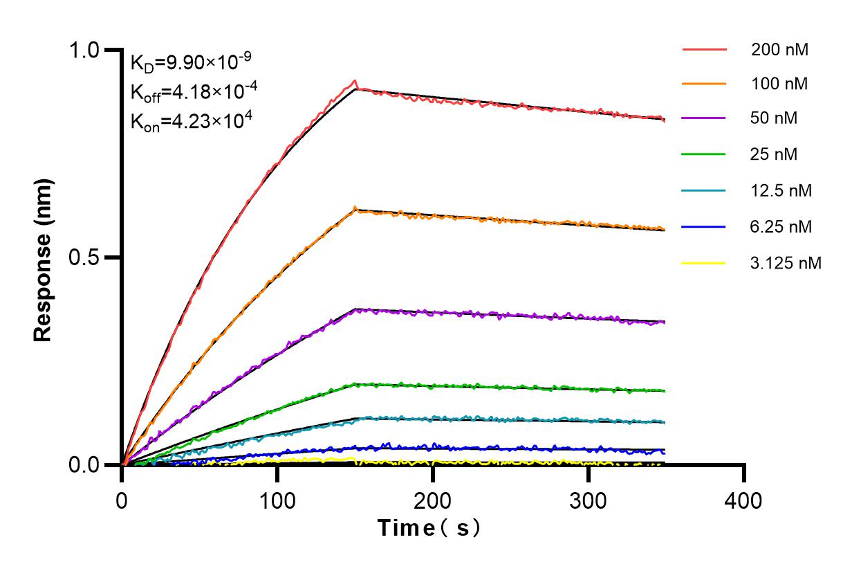 Affinity and Kinetic Characterization of 98116-1-RR