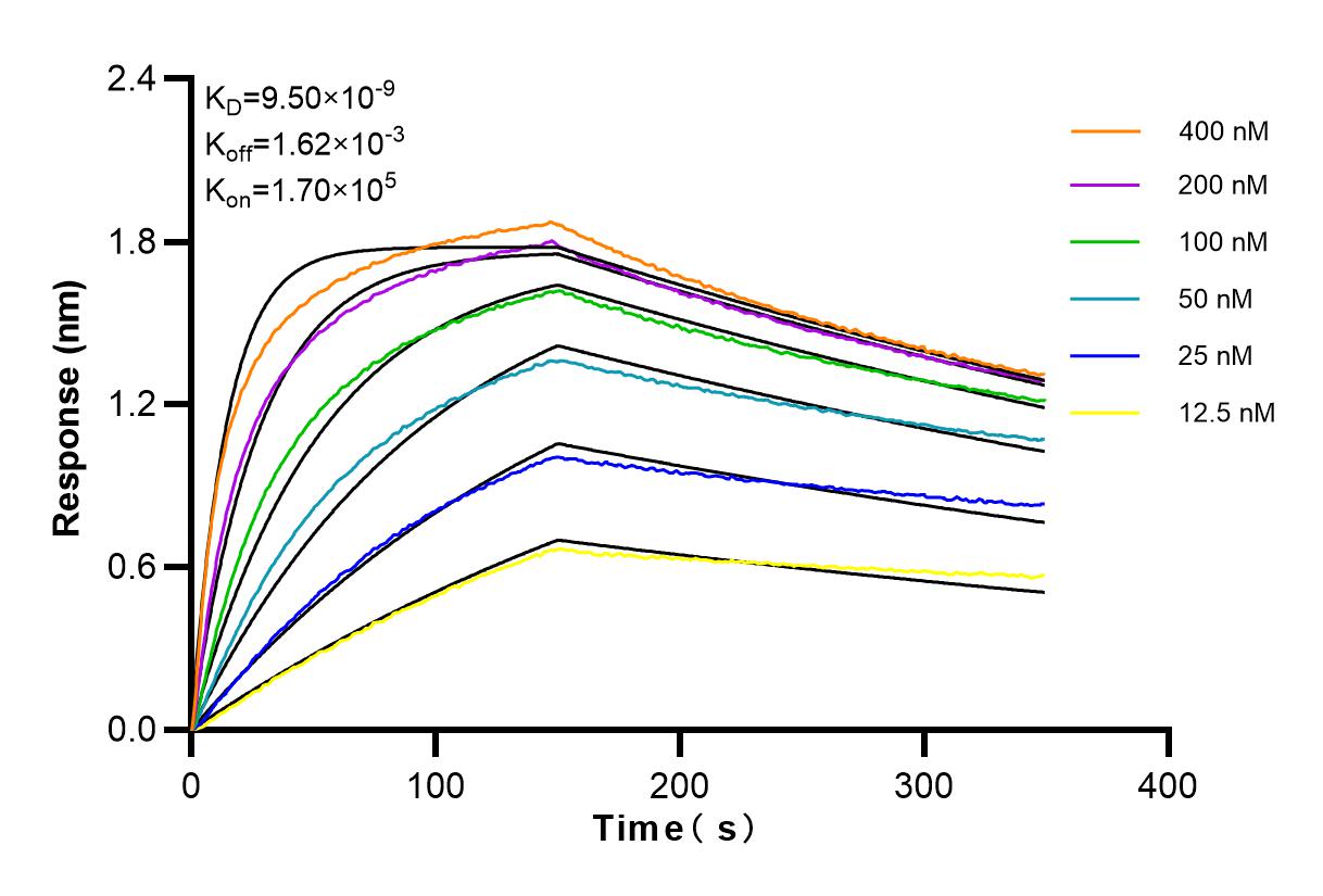 Affinity and Kinetic Characterization of 98118-1-RR