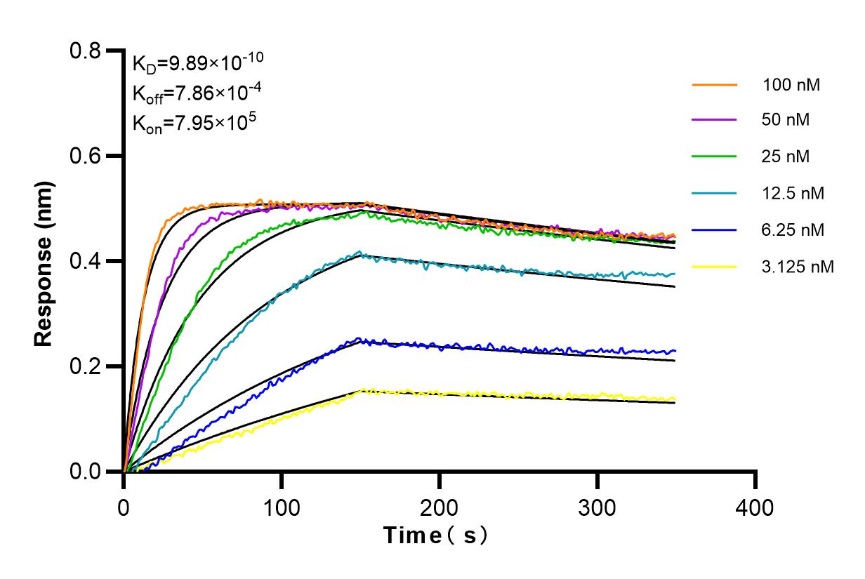 Affinity and Kinetic Characterization of 98120-1-RR