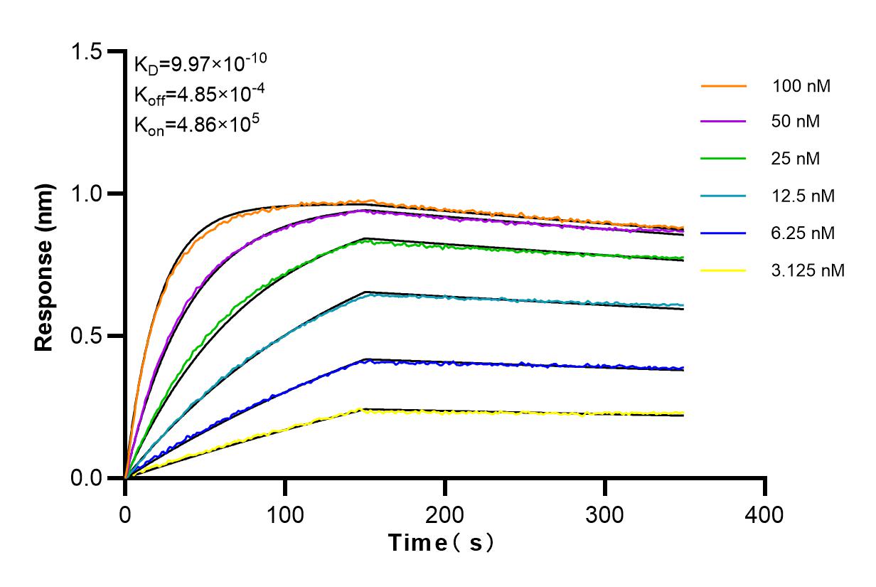 Affinity and Kinetic Characterization of 98122-1-RR