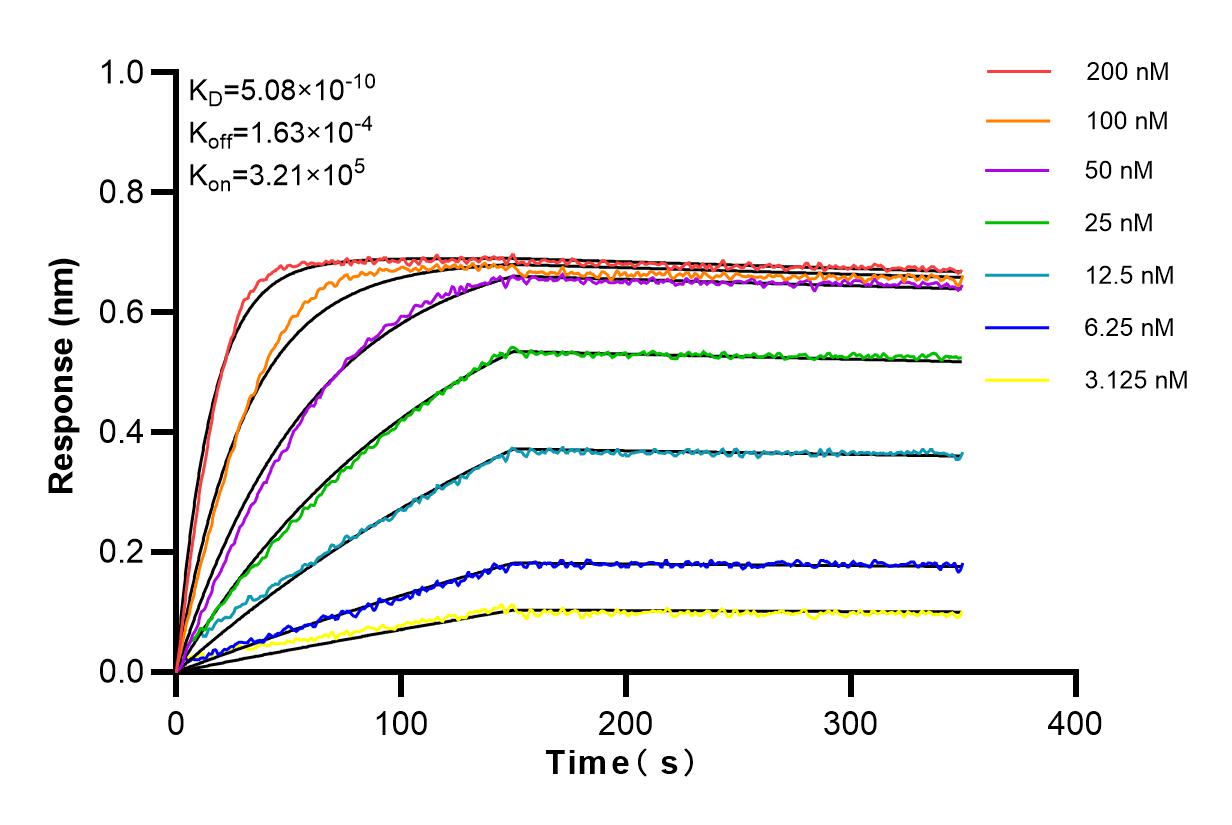 Affinity and Kinetic Characterization of 98125-1-RR