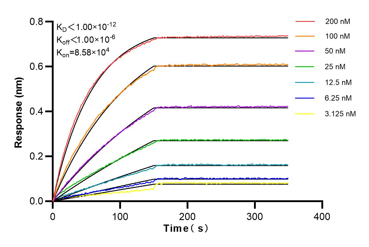 Affinity and Kinetic Characterization of 98138-1-RR