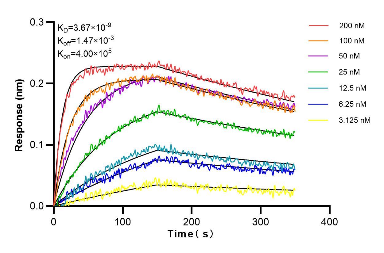 Affinity and Kinetic Characterization of 98140-1-RR