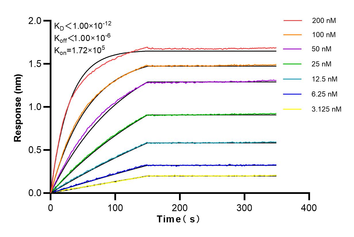 Affinity and Kinetic Characterization of 98146-1-RR