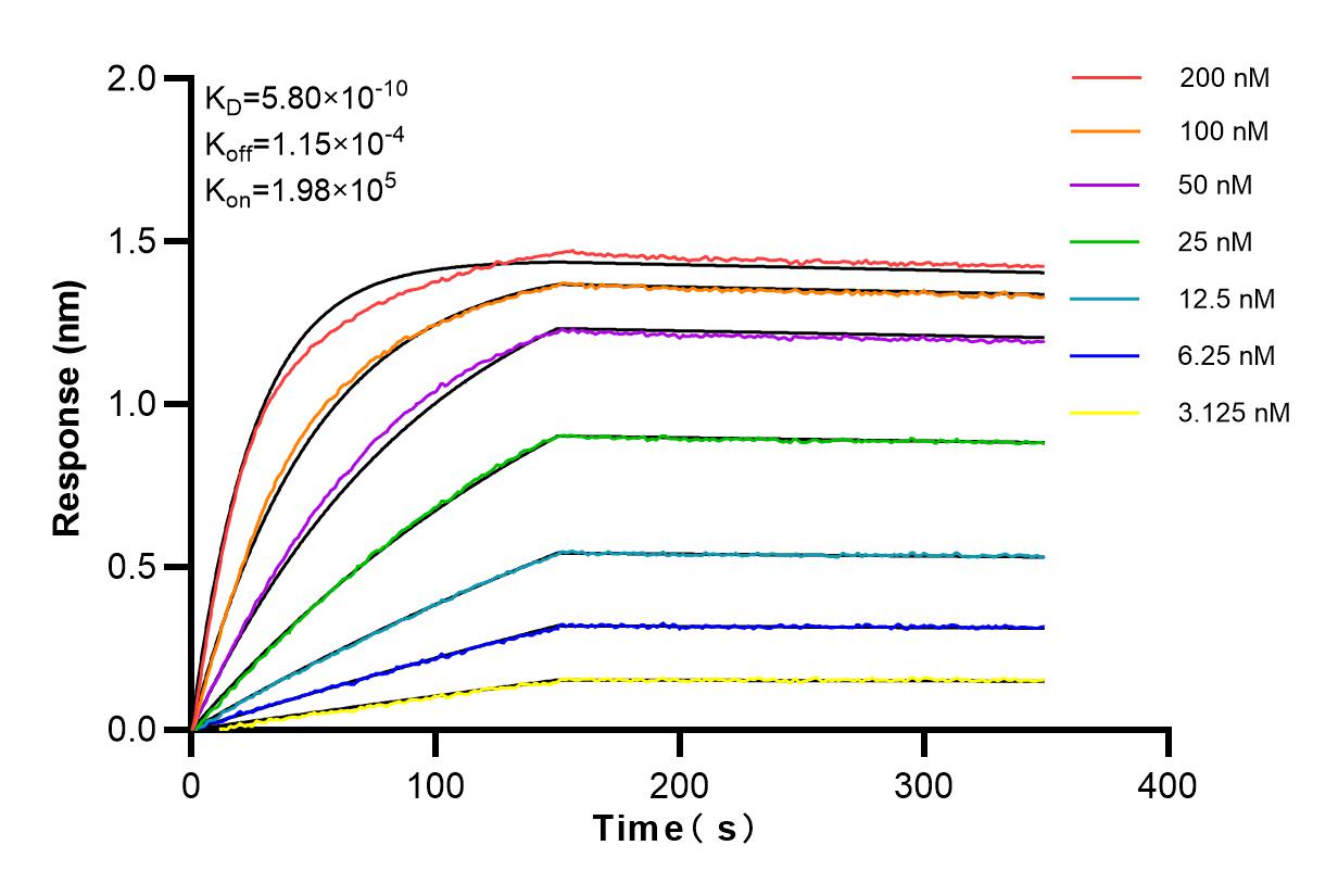 Affinity and Kinetic Characterization of 98147-1-RR