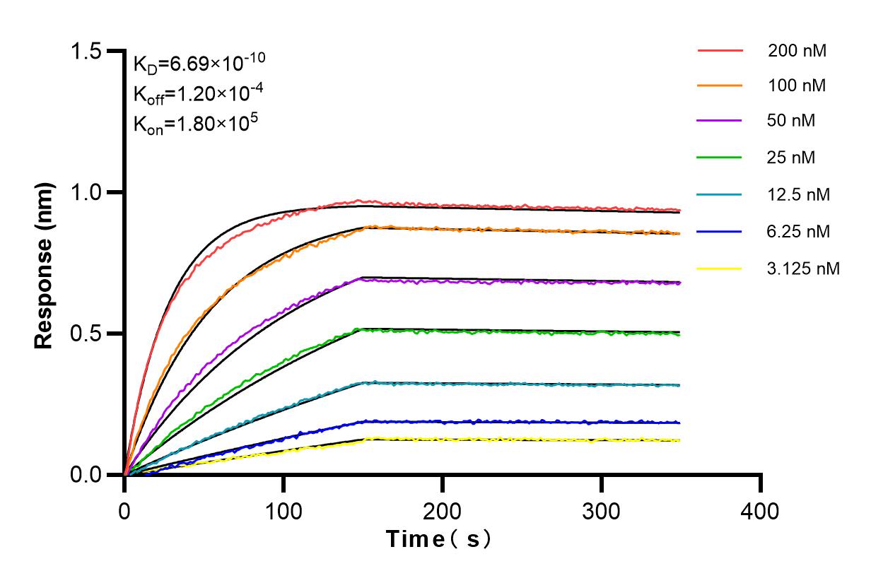 Affinity and Kinetic Characterization of 98148-1-RR