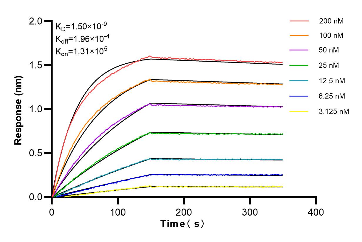 Affinity and Kinetic Characterization of 98153-1-RR