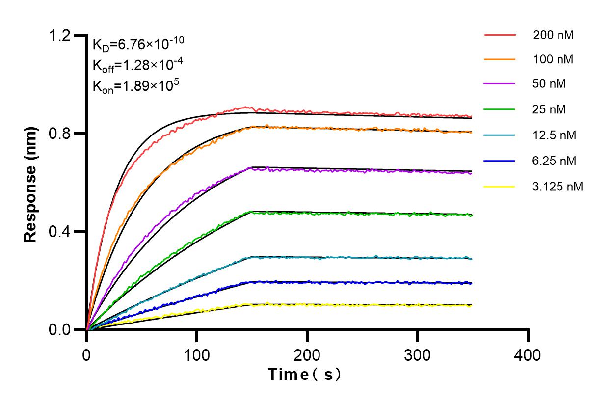 Affinity and Kinetic Characterization of 98154-1-RR