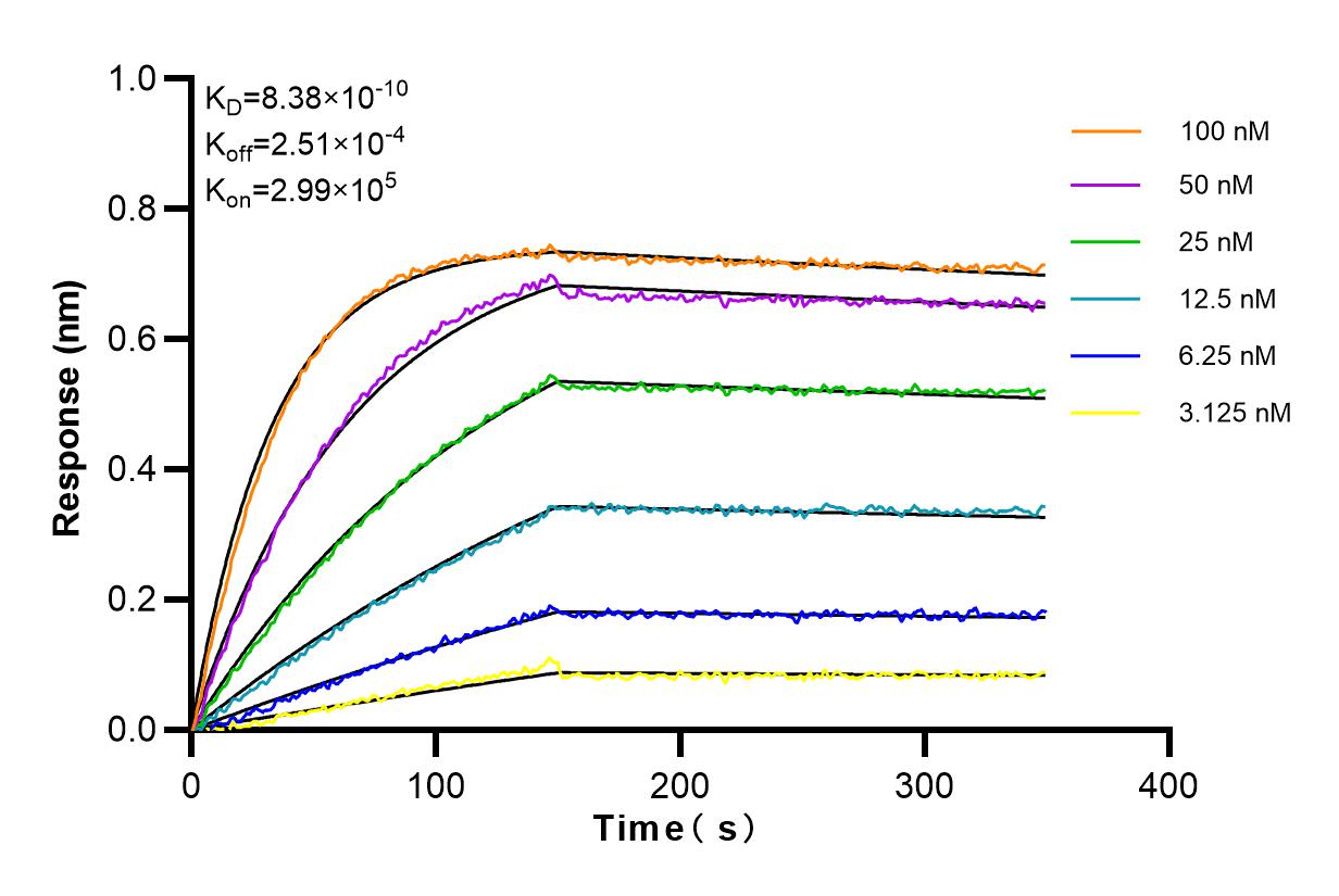 Affinity and Kinetic Characterization of 98162-1-RR