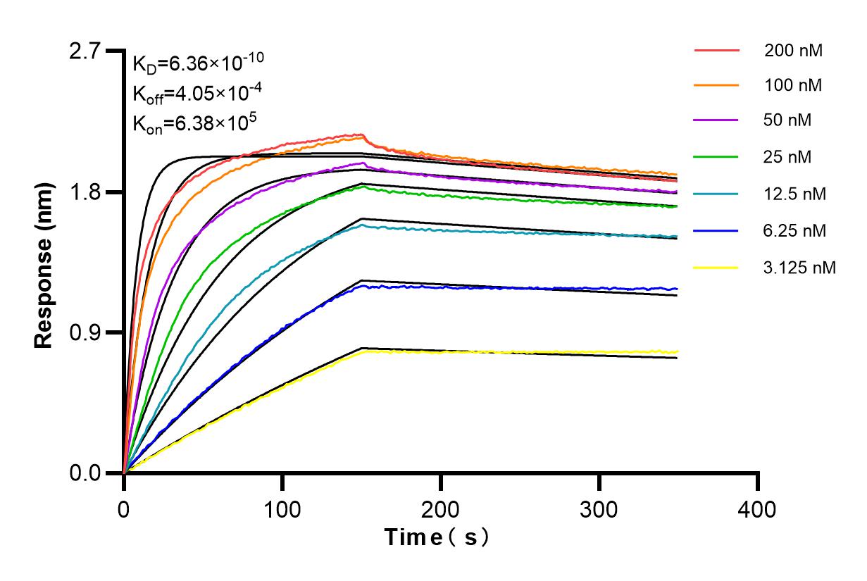 Affinity and Kinetic Characterization of 98167-1-RR