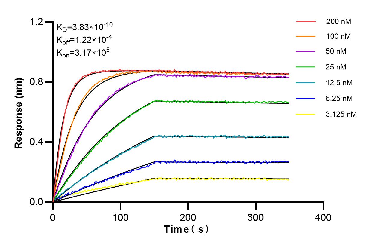 Affinity and Kinetic Characterization of 98170-1-RR