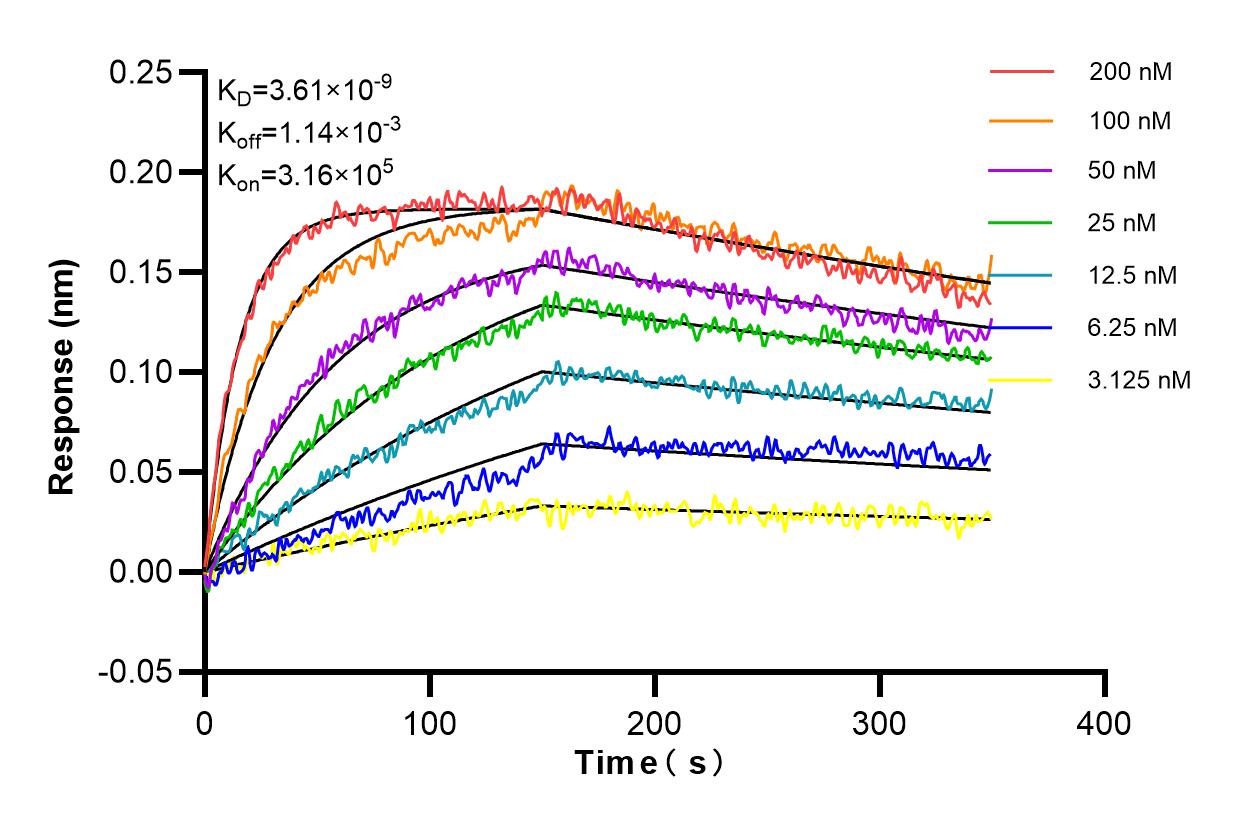 Affinity and Kinetic Characterization of 98174-1-RR