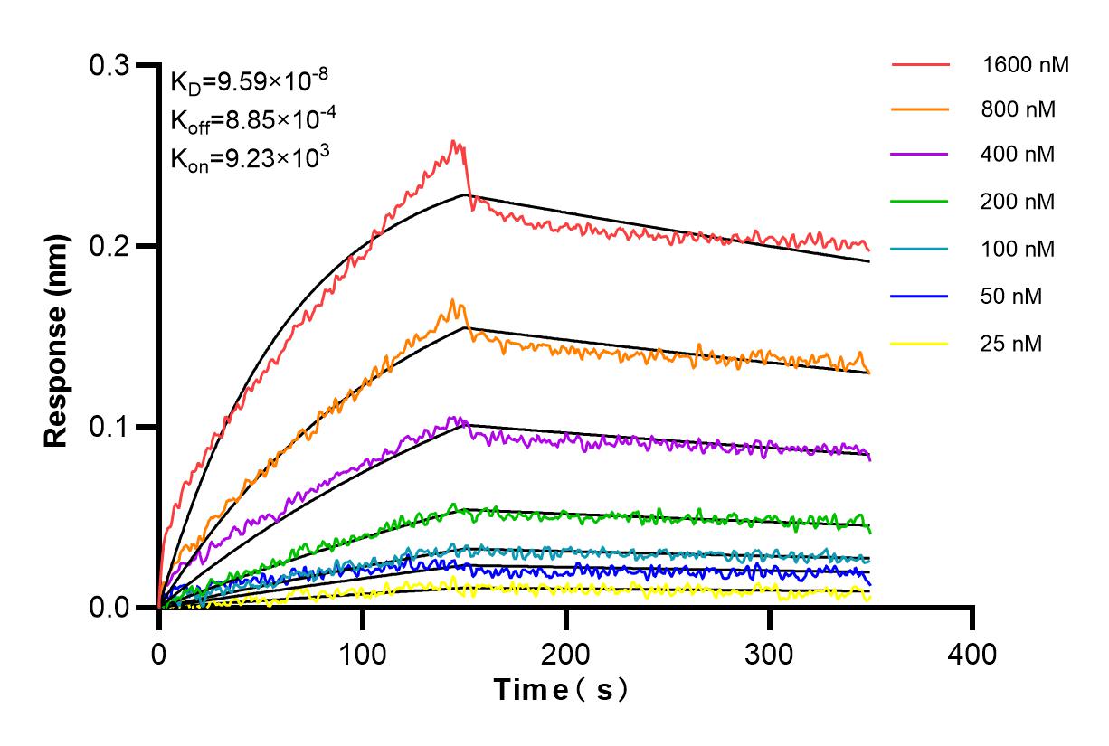 Affinity and Kinetic Characterization of 98186-1-RR