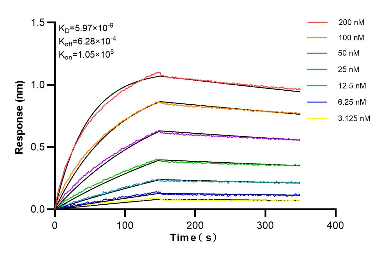 Affinity and Kinetic Characterization of 98190-1-RR