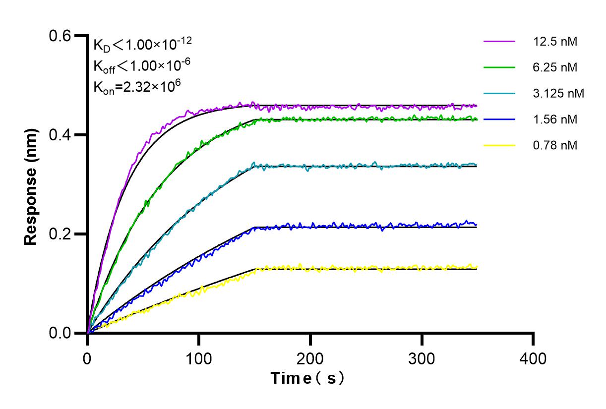 Affinity and Kinetic Characterization of 98202-1-RR