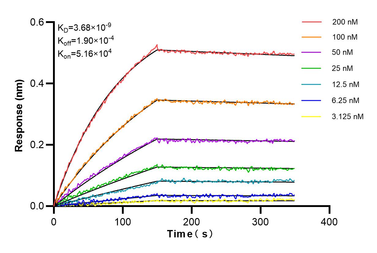 Affinity and Kinetic Characterization of 98205-1-RR