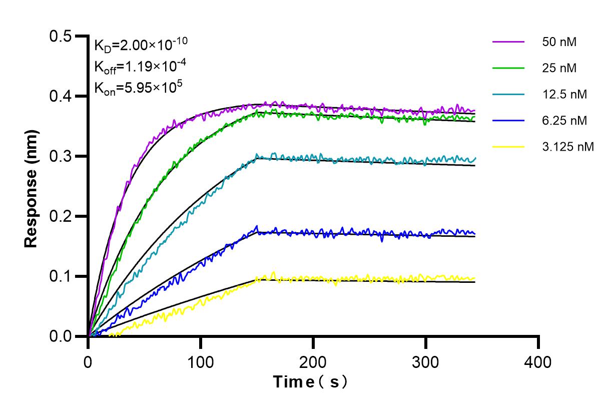 Affinity and Kinetic Characterization of 98215-1-RR