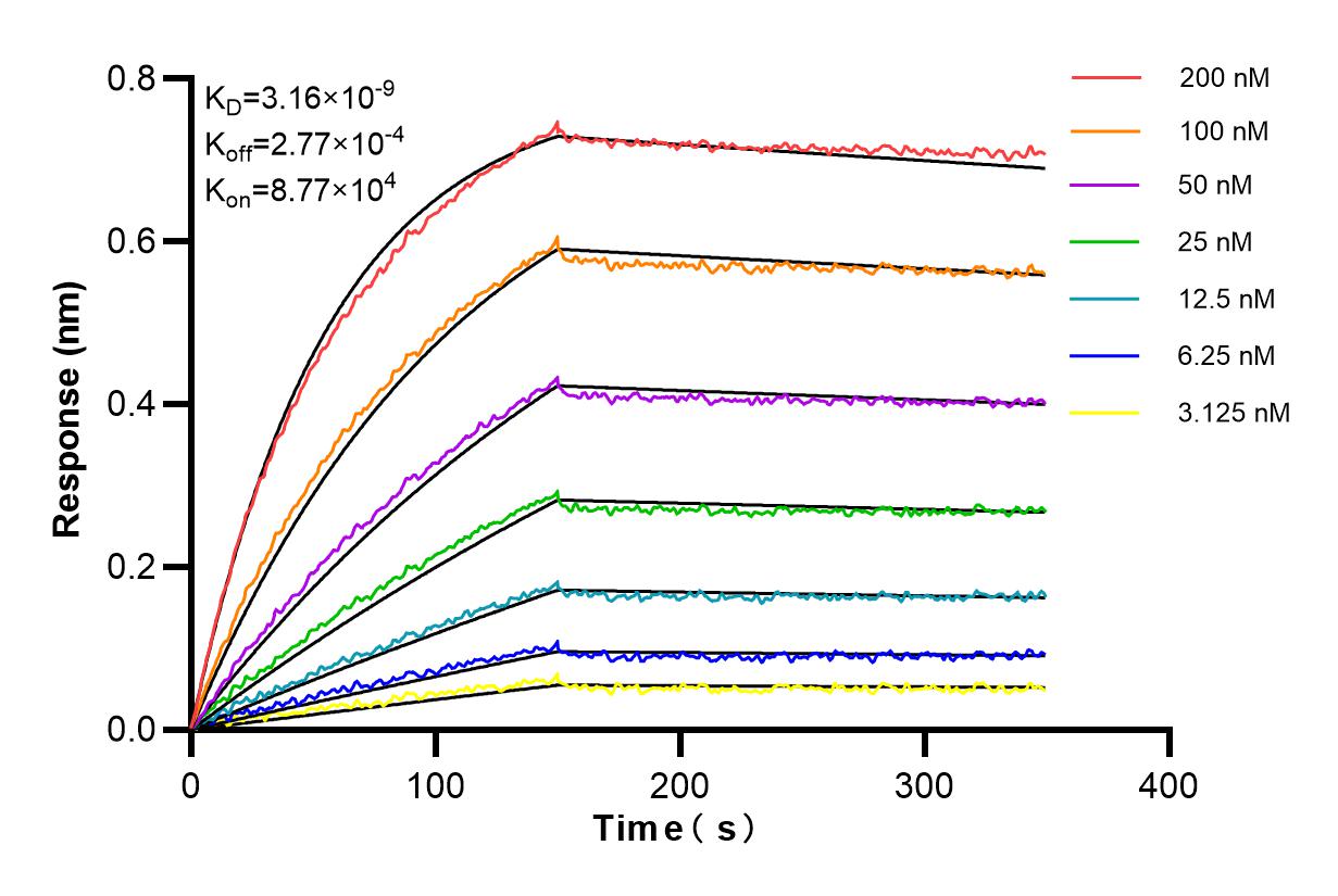 Affinity and Kinetic Characterization of 98220-1-RR