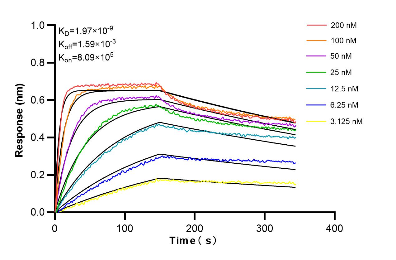 Affinity and Kinetic Characterization of 98224-1-RR