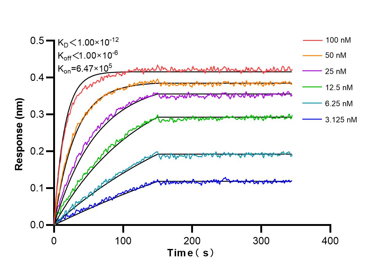 Affinity and Kinetic Characterization of 98225-1-RR